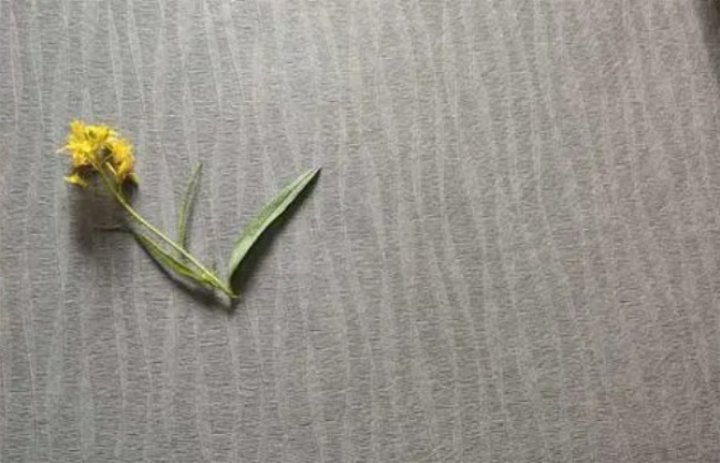 艾登堡品牌图片