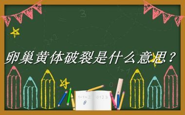 卵巢黄体破裂来源于哪里？有什么含义吗？-老茶馆万事