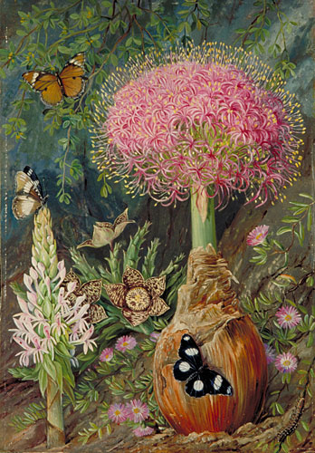 《刺眼花和格拉罕镇的其他花》玛丽安娜·诺斯知名作品赏析-浪潮稿文社