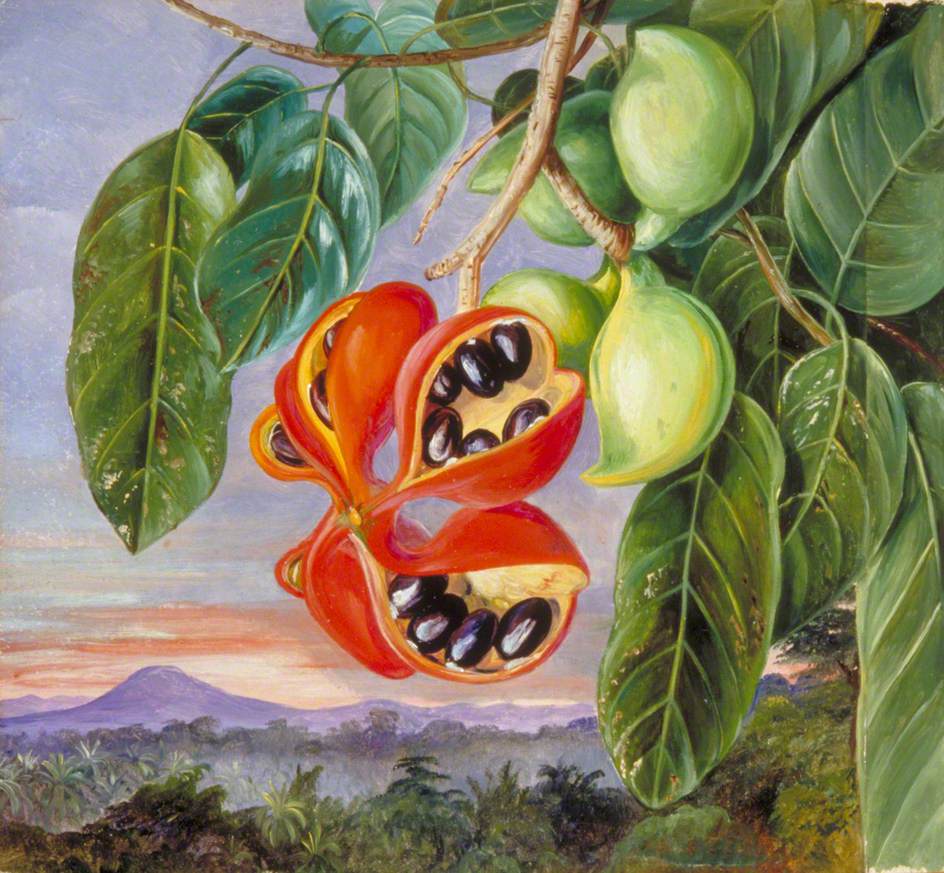 《小花苹婆的叶子和果实》玛丽安娜·诺斯知名作品赏析-我的学习汇总
